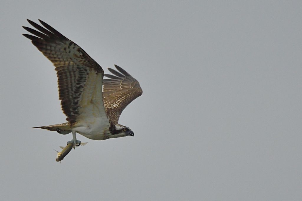 Falco pescatore con preda